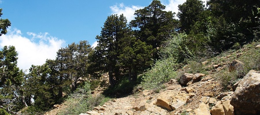Rocky path through pine woodland on the Artemis trail