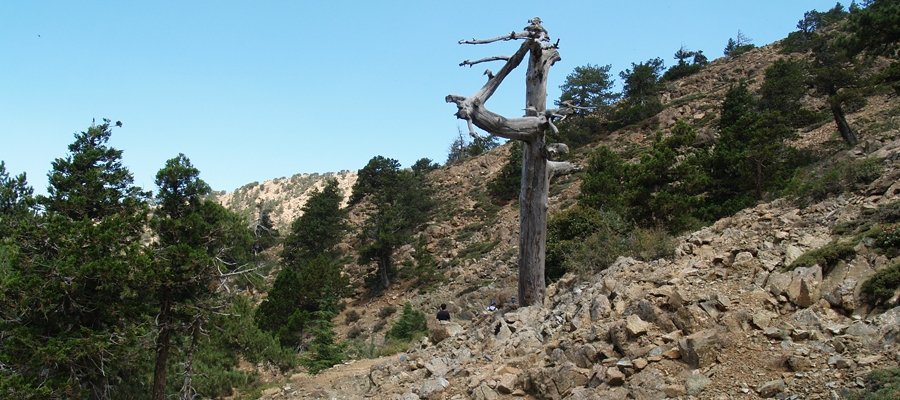 Rocky mountain slope with pines on the Atalanti trail
