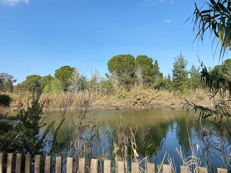 Calm lake fringed by reeds and pine trees under a blue sky