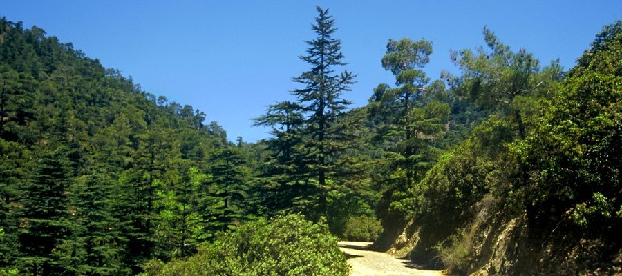 Forest road among the trees of Cedar Valley