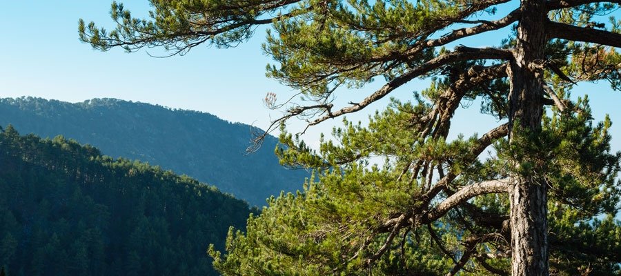 Pine branches framing mountain slopes on the Persephone trail