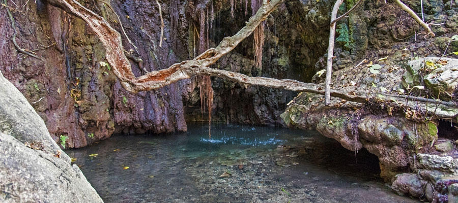 Hanging branches frame the shaded grotto at the Baths of Aphrodite