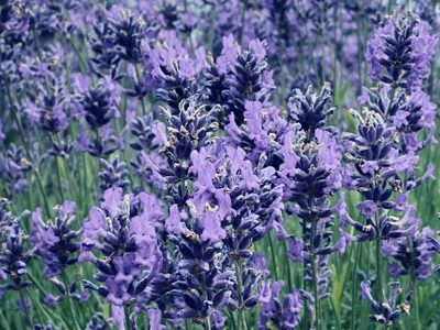 Lavender — illustrative photo for CyHerbia Lavender Festival — June 2027; Exact Dates Awaited