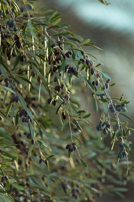 Olive — illustrative photo for Agios Ioannis Olive Oil Festival