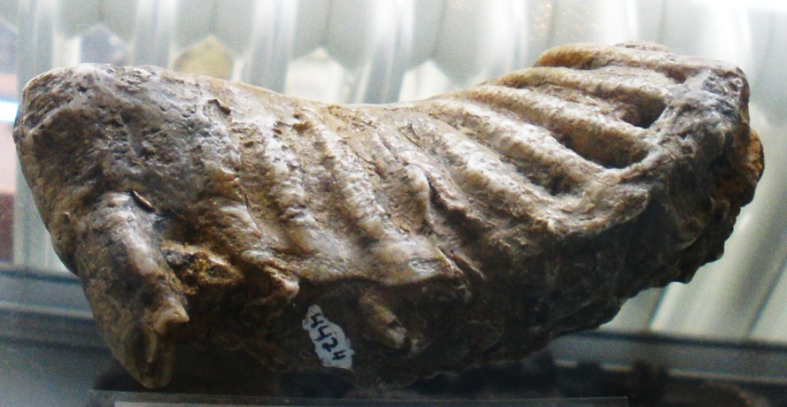 Cyprus dwarf elephant fossil